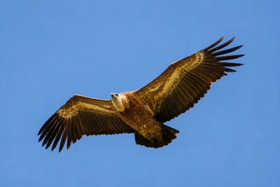 Kızıl akbaba (Gyps fulvus) — ყაზბეგი