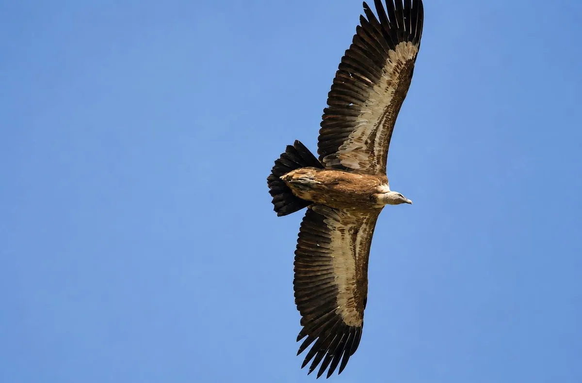 ორბი (Gyps fulvus) — ყაზბეგი — ველურ ბუნებასთან ახლოს