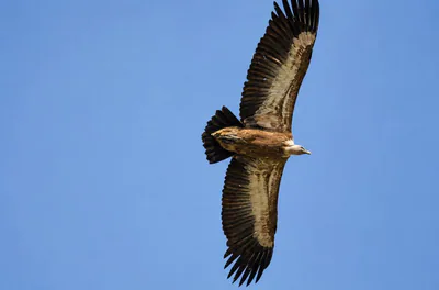 Kızıl akbaba (Gyps fulvus) — ყაზბეგი