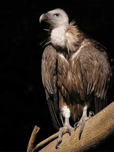 Белоголовый сип (Gyps fulvus) — Круглогодичный резидент и мигрант в Грузии — ზურა ჯავახიშვილი