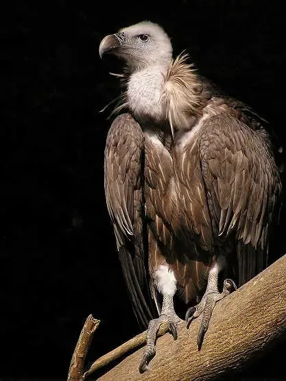 ორბი (Gyps fulvus) — მთელი წლის რეზიდენტი და მიგრანტი საქართველოში — ზურა ჯავახიშვილი