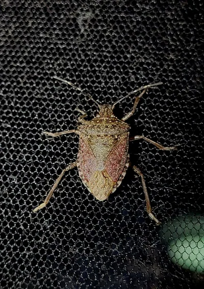 Коричнево-мраморный клоп (Halyomorpha halys) — ქუთაისი — ალექსეი მოჟაროვი