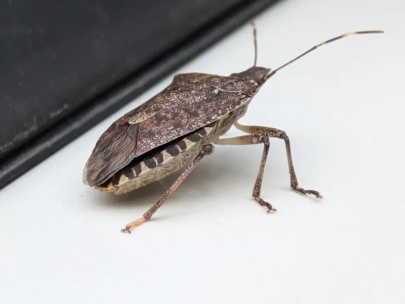 Коричнево-мраморный клоп (Halyomorpha halys) — ჭიათურა — ელენ კ.