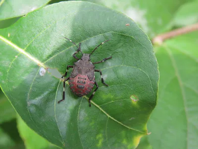 Коричнево-мраморный клоп (Halyomorpha halys) — ძველი თბილისი — ჰერბერტ ჰერბინია