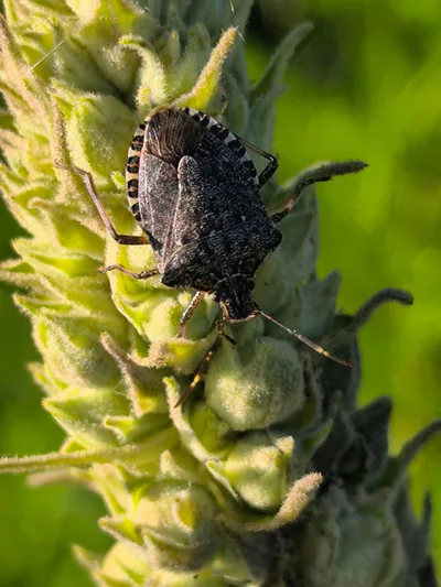 Коричнево-мраморный клоп (Halyomorpha halys) — ყვარელი — იაროსლავ კროგულეცი