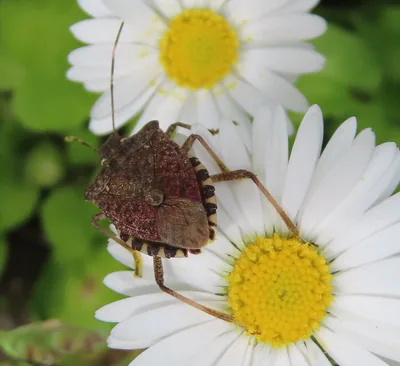 Коричнево-мраморный клоп (Halyomorpha halys) — ახმეტა — მიშელ გერდელი