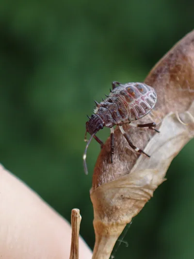 Коричнево-мраморный клоп (Halyomorpha halys) — მცხეთა — ნინა აბესაძე