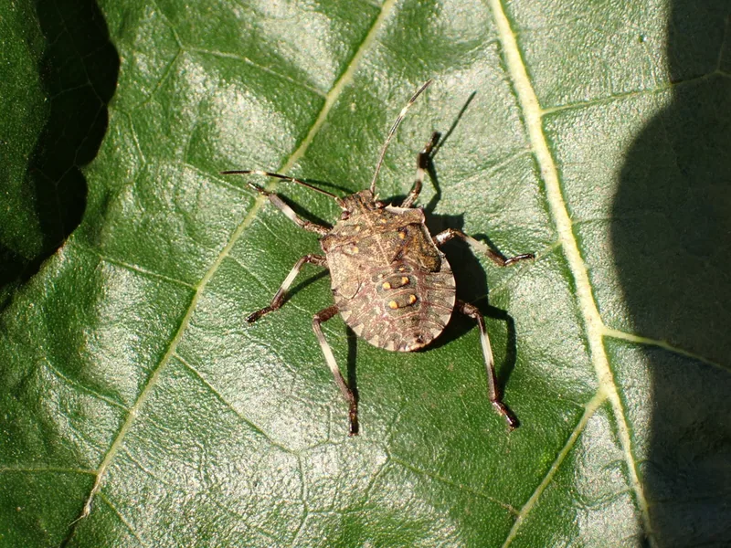 Brown marmorated stink bug (Halyomorpha halys) — ლაგოდეხი — ნინა აბესაძე