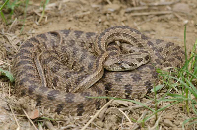 Spotted Whip Snake (Hemorrhois ravergieri) — Sagarejo — David Broek
