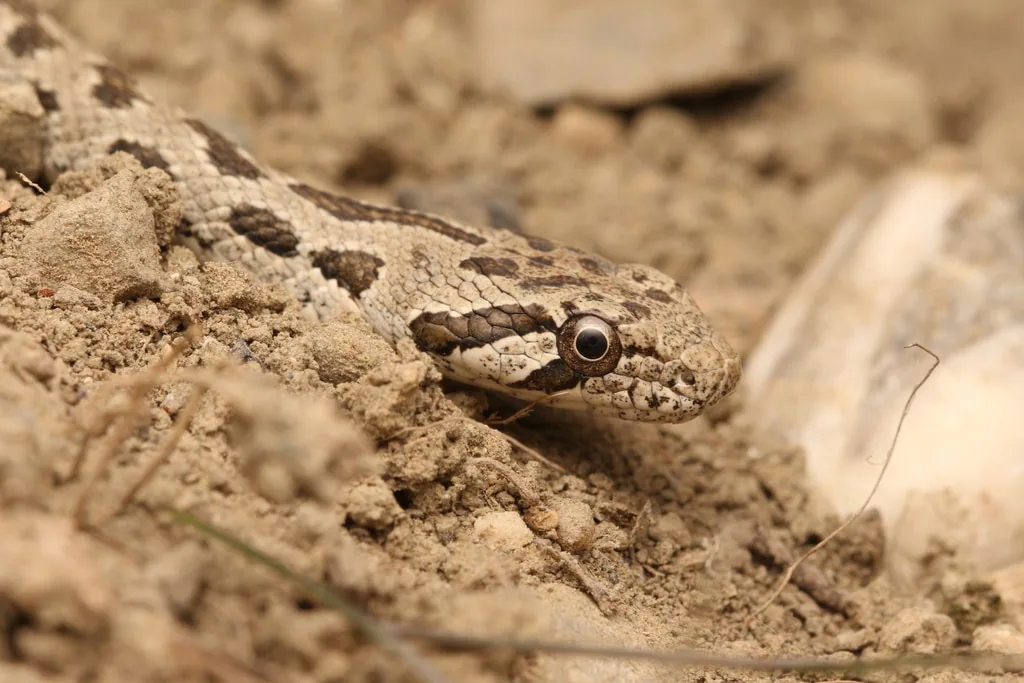 Spotted Whip Snake (Hemorrhois ravergieri) — Dedoplistskaro — Louis Puille