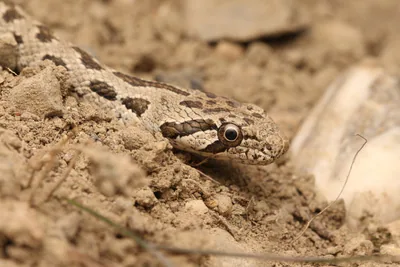 Spotted Whip Snake (Hemorrhois ravergieri) — Dedoplistskaro — Louis Puille