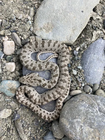 Spotted Whip Snake (Hemorrhois ravergieri) — Dedoplistskaro — Matthias Weid