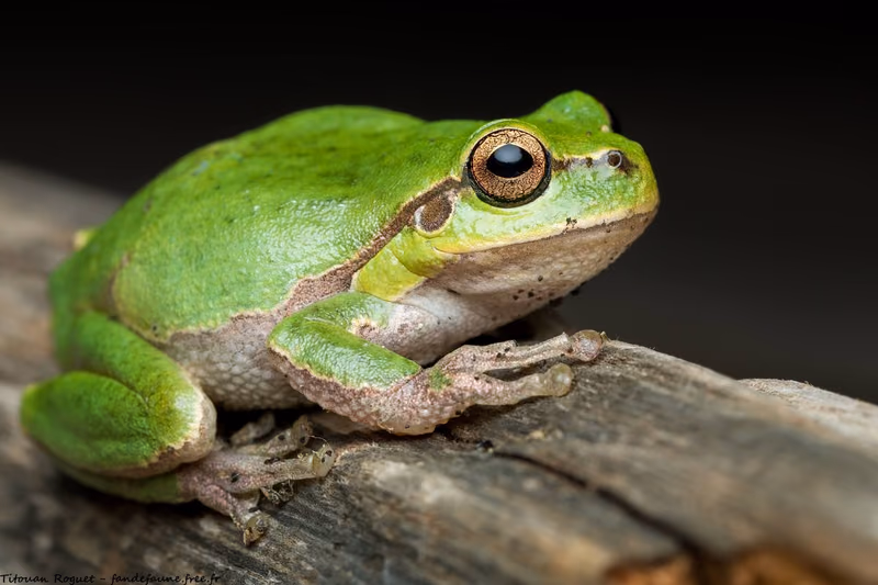 Doğu ağaç kurbağası (Hyla orientalis) — წყალწმინდა, გურია, საქართველო — Titouan Roguet