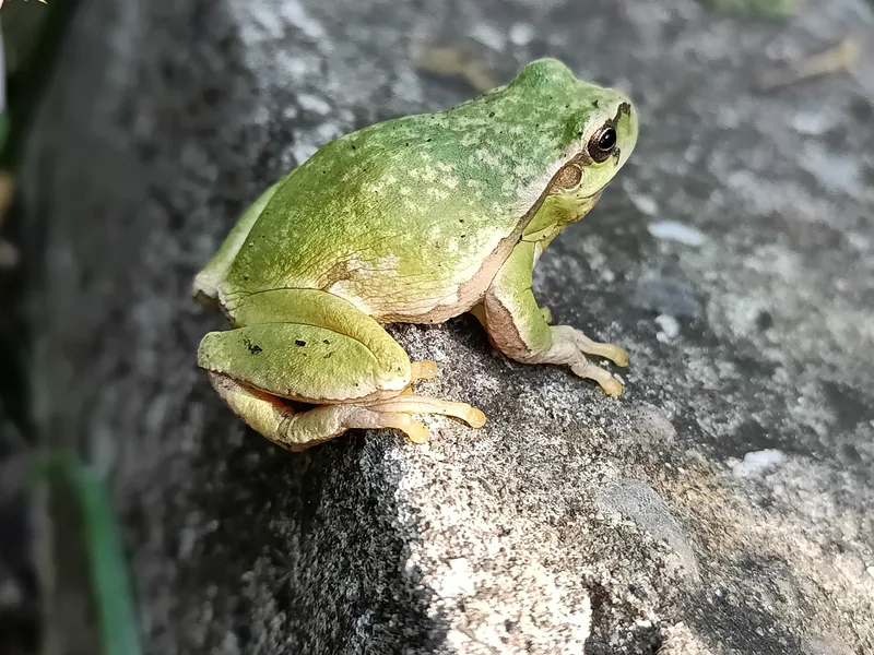 Doğu ağaç kurbağası (Hyla orientalis) — მცხეთა