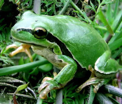 Yellow-Lemon Treefrog (Hyla savignyi) — კრწანისი