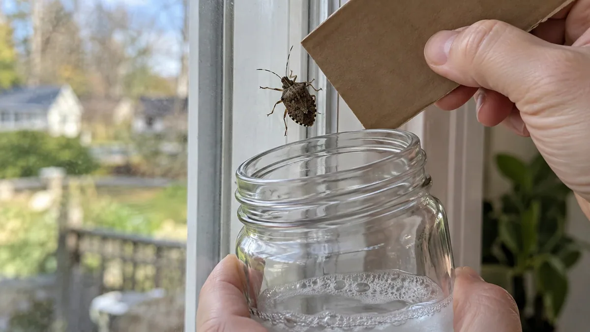A jar of soapy water held under a stink bug on a window frame, with a piece of cardboard ready to brush it in