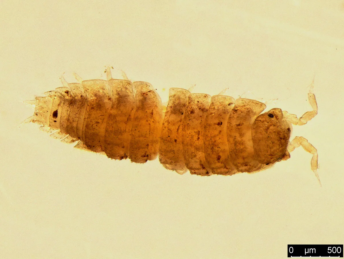 Haplophthalmus danicus from Denmark, a member of the same subfamily, Haplophthalminae; not a Georgian cave species. Scale bar 0.5 mm. Wikimedia Commons, CC BY 2.0.