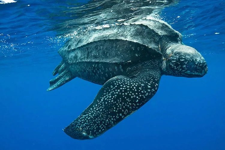 A leatherback sea turtle underwater.