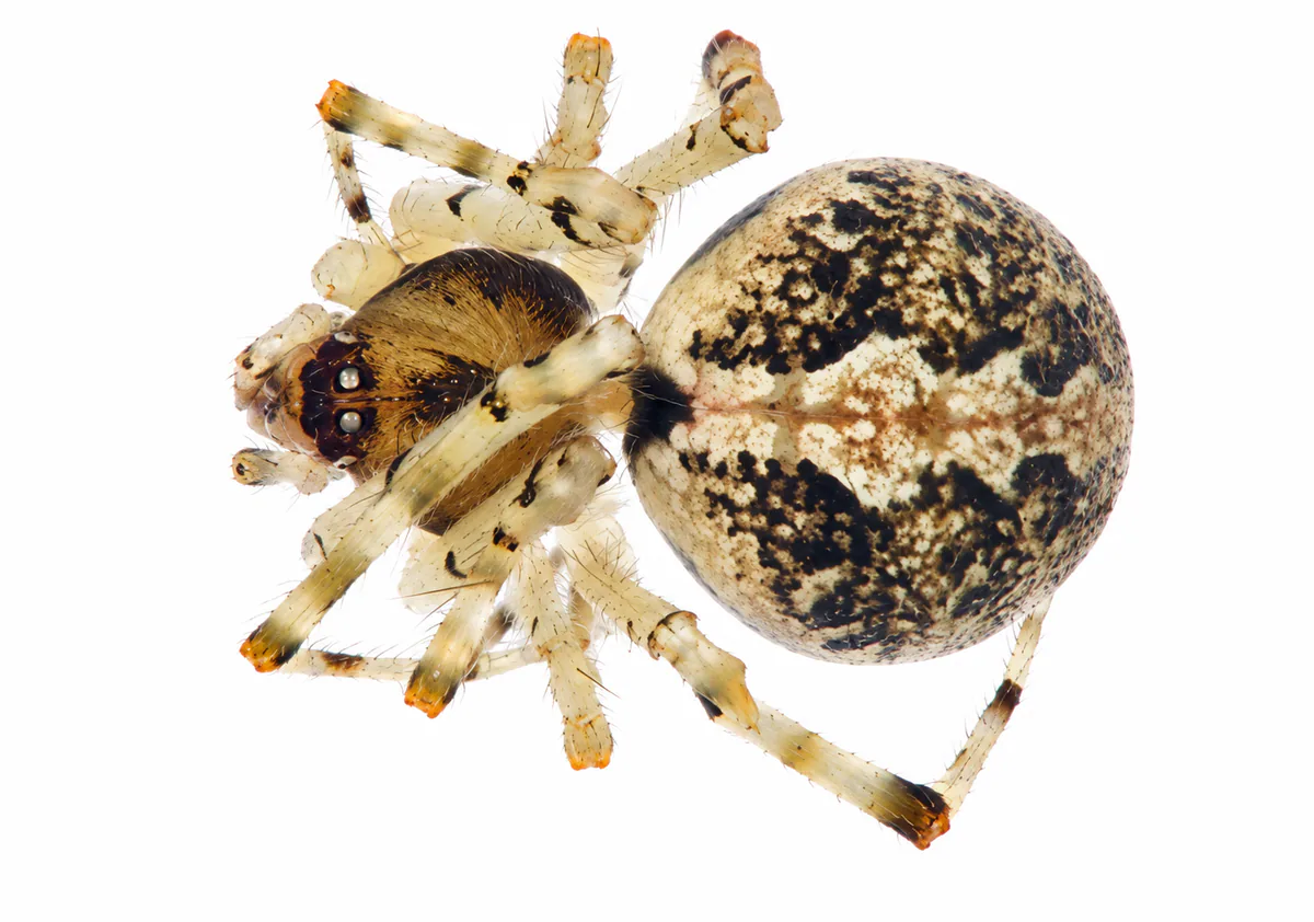 Theridion huseynovi თეთრ ფონზე.