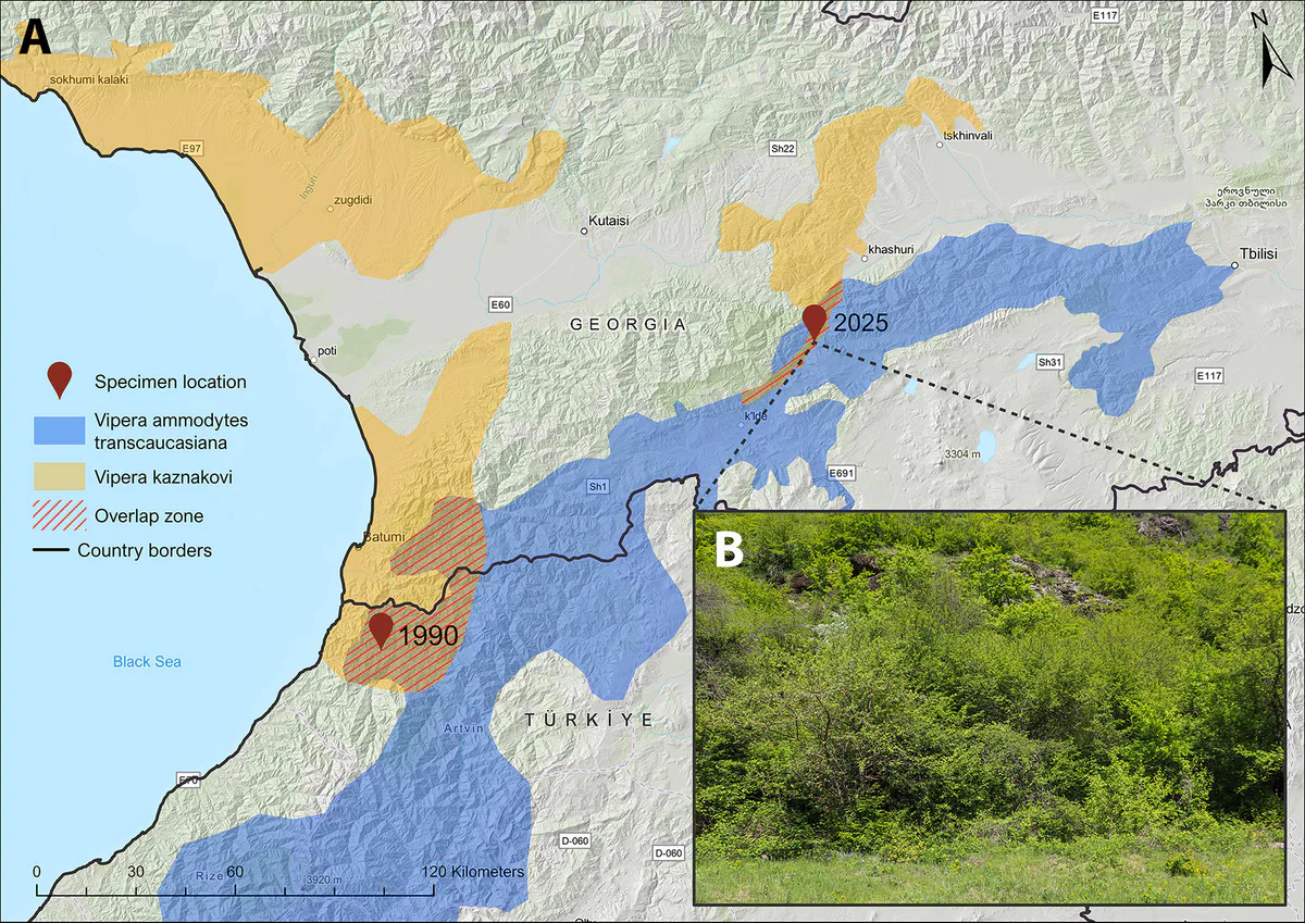 The paper’s approximate ranges and the 2025 observation site. Herpetology Notes, CC BY-NC 4.0.