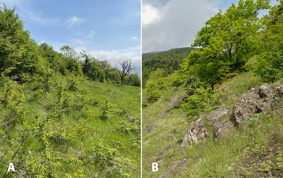 Habitats of Caucasus viper (A) and nose-horned viper (B) in the Borjomi valley. Not the exact hybrid site. Herpetology Notes, CC BY-NC 4.0.
