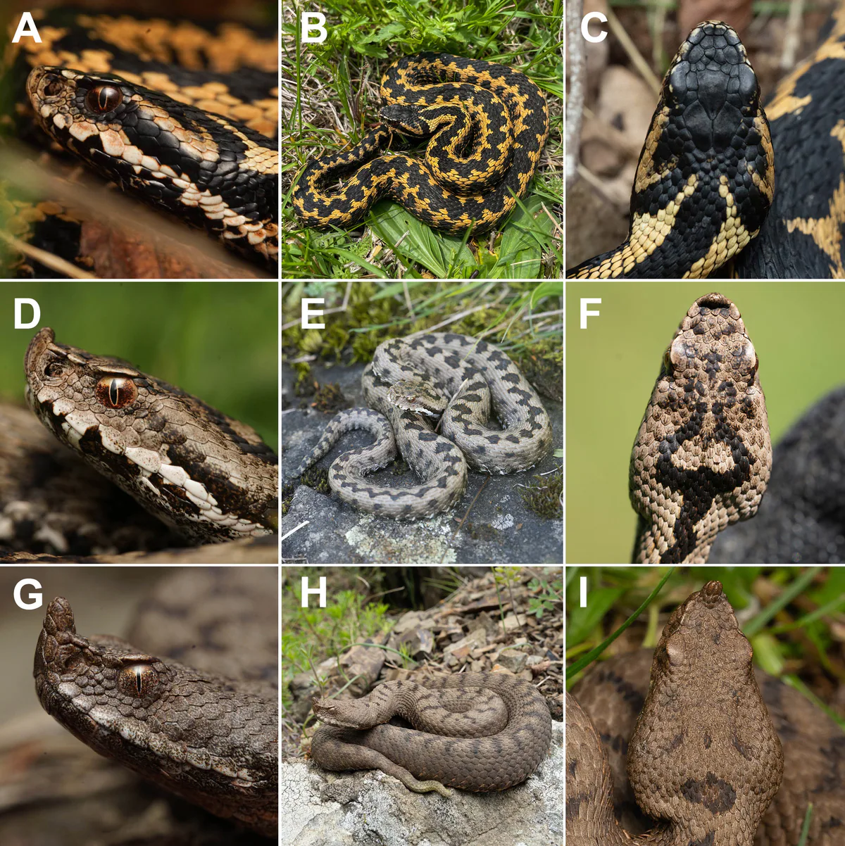 Borjomi valley: Caucasus viper (A–C), putative hybrid (D–F), nose-horned viper (G–I). Herpetology Notes, CC BY-NC 4.0.
