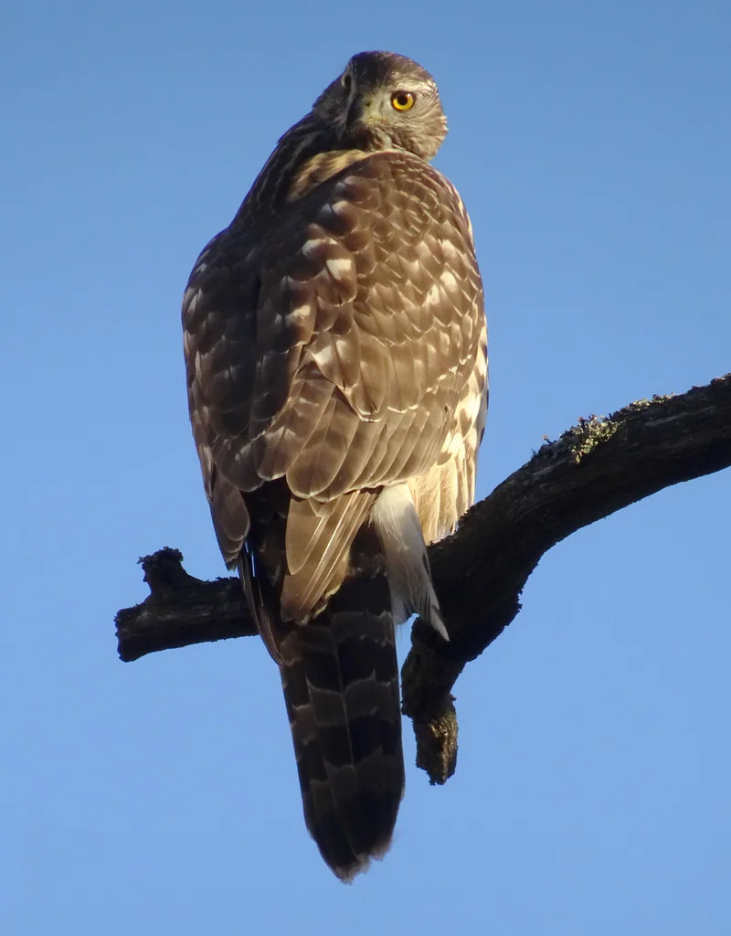 Ястреб-тетеревятник (Accipiter gentilis) — Мариеберг, Стокгольм — Holger.Ellgaard