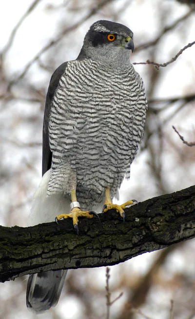 Ястреб-тетеревятник (Accipiter gentilis) — Шёнеберг, Берлин — Norbert Kenntner
