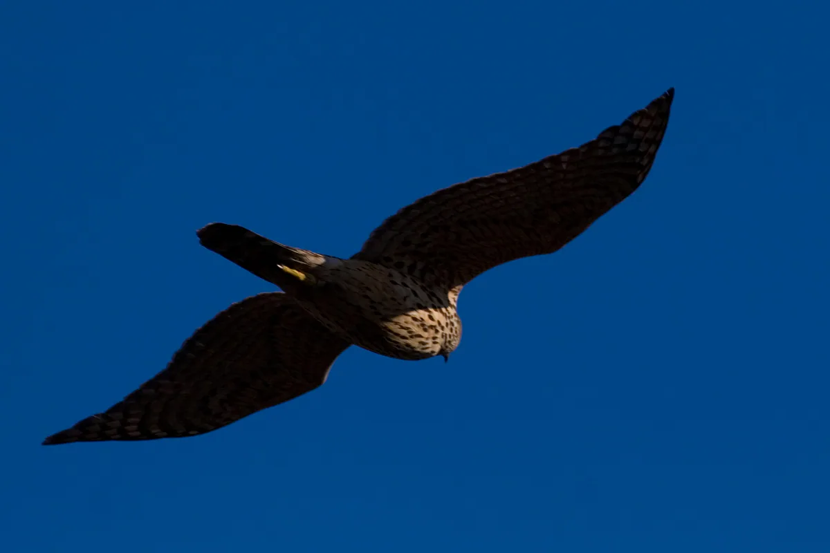 ქორი (Accipiter gentilis) — ვანჰანკაუპუნგინლაჰტი, ჰელსინკი — Thermos