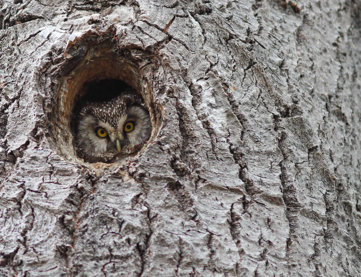 Tengmalm's owl (Aegolius funereus) — Innlandet, Norway — Bouke ten Cate