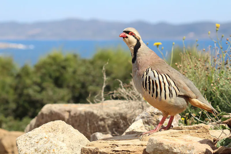 Кеклик (Alectoris chukar) — Мыс Сунион, Греция — фото сделано не в Грузии — Vojttěch Soukup (CC BY-SA 4.0)