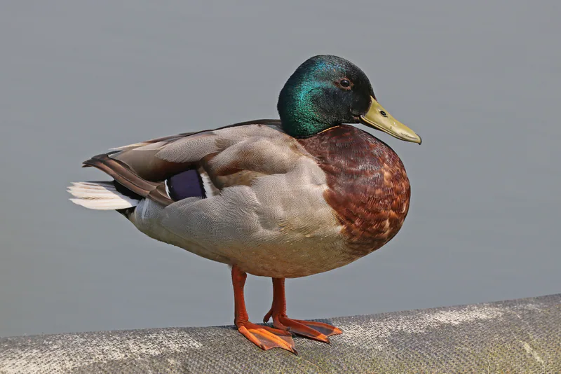 Yeşilbaş (Anas platyrhynchos) — კეინ ჰილის საკეტები, უილტშირი — Charles J. Sharp