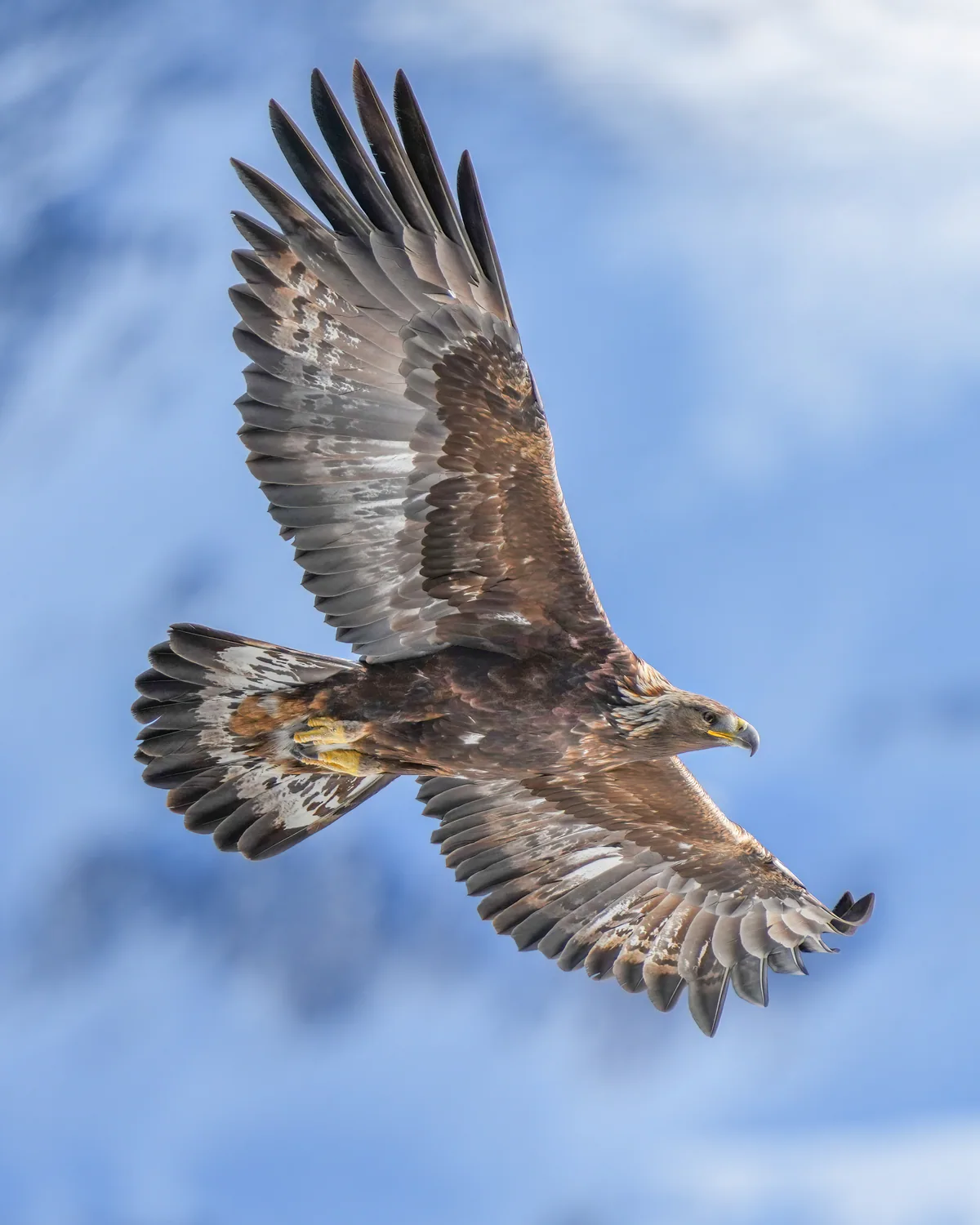 Беркут (Aquila chrysaetos) Круглый год в Грузии