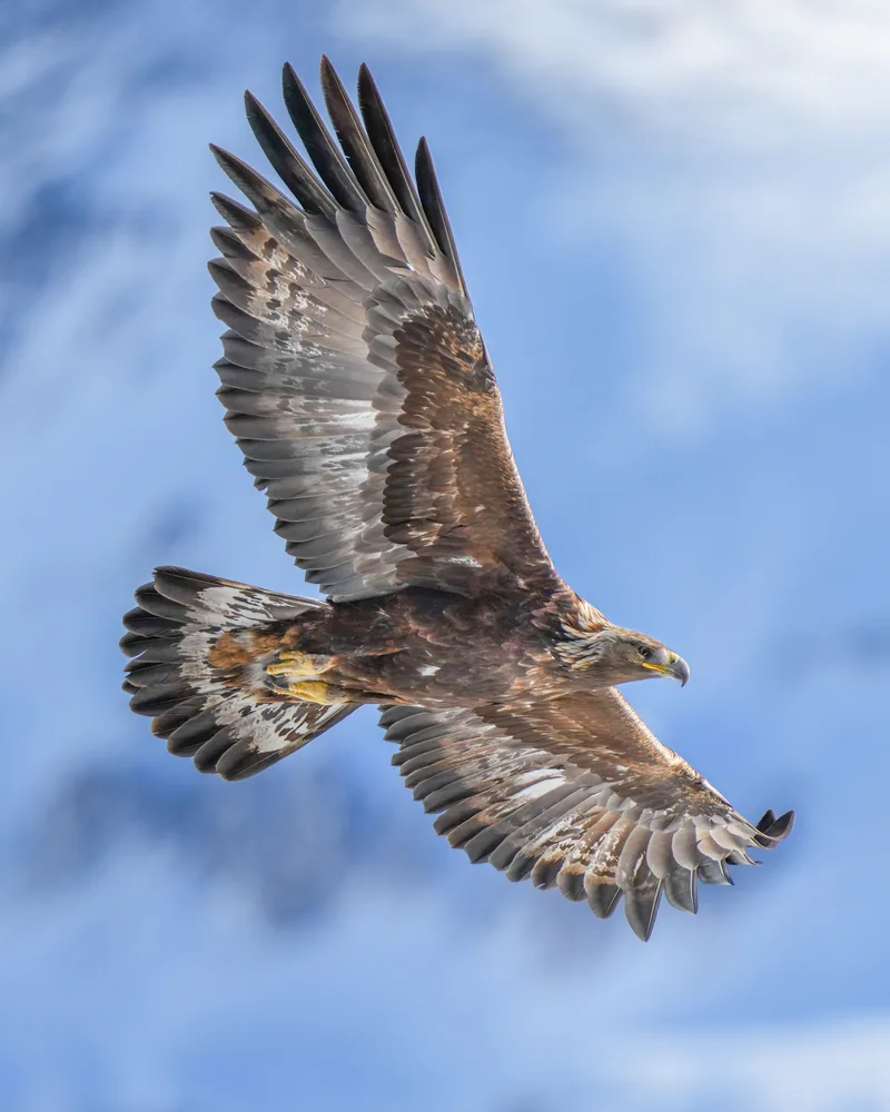 Беркут (Aquila chrysaetos) — პფინ-ფინგესი — Giles Laurent