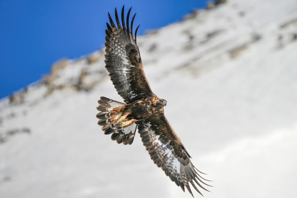 Golden eagle (Aquila chrysaetos) — Pfyn-Finges — Giles Laurent