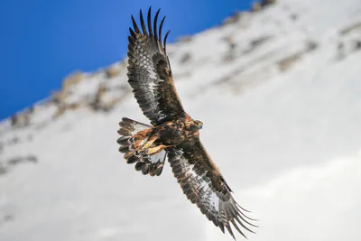 Беркут (Aquila chrysaetos) — პფინ-ფინგესი — Giles Laurent