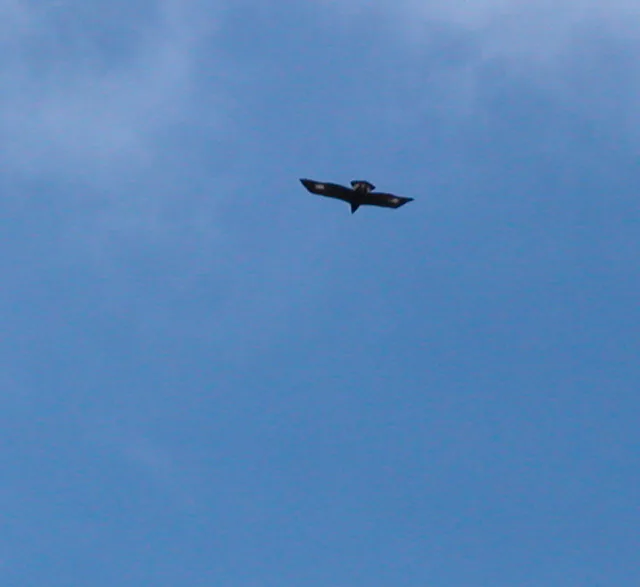 Golden eagle (Aquila chrysaetos) — Isle of Arran — Steve Maliszewski