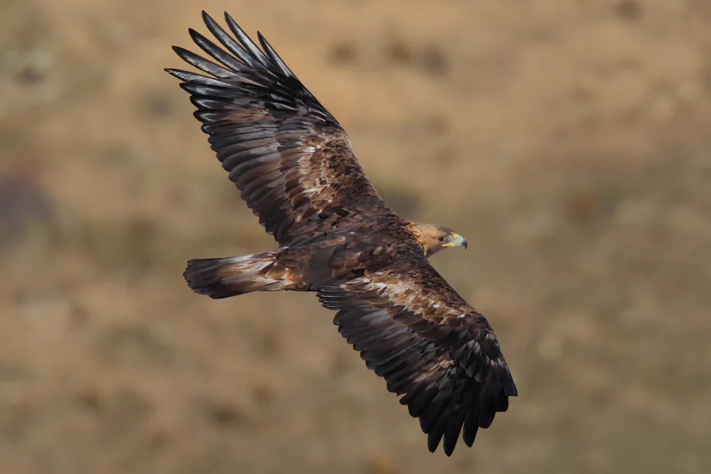 Беркут (Aquila chrysaetos) — ლა კანიადა, ავილა — Juan Lacruz