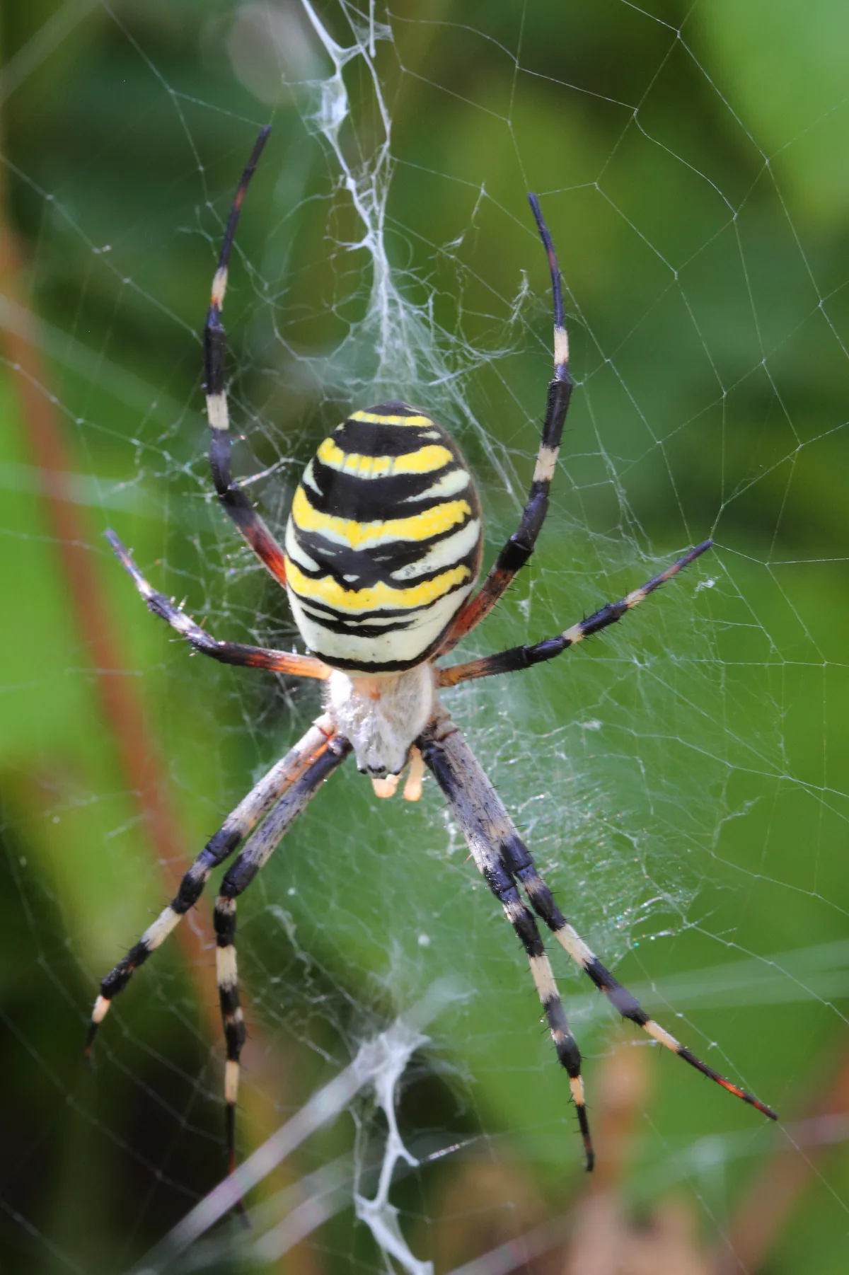 Wasp spider (Argiope bruennichi) Western and eastern lowlands