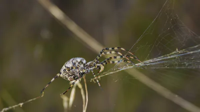 Аргиопа дольчатая (Argiope lobata) — Вильвейрак, Эро, Франция — Christian Ferrer