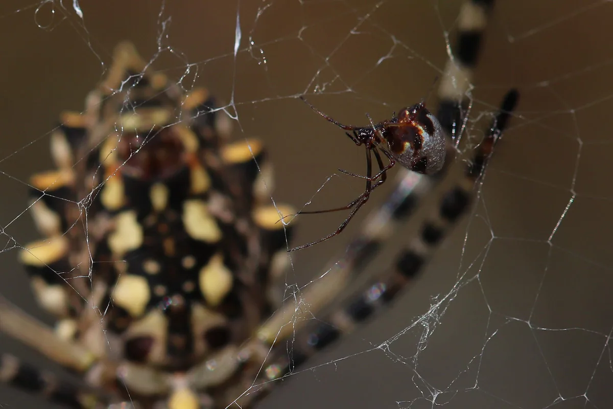 Аргиопа дольчатая (Argiope lobata) — Эльба, Италия — Aenea289