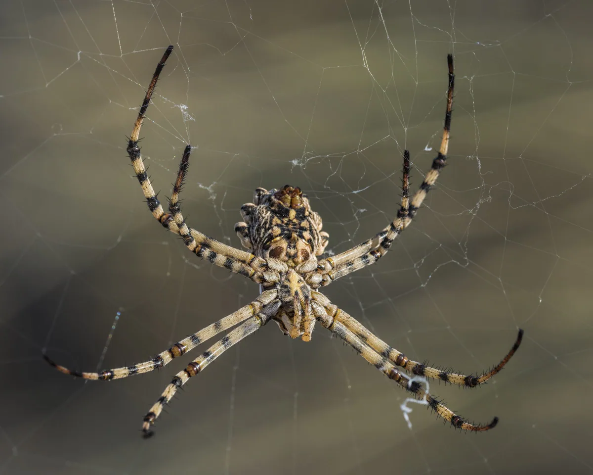 Lobed argiope (Argiope lobata) Shida Kartli and Kakheti