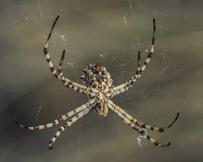 Аргиопа дольчатая (Argiope lobata) — Сет–Марсейян, Эро, Франция — Christian Ferrer
