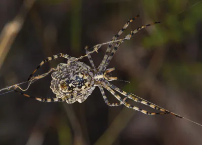 Аргиопа дольчатая (Argiope lobata) — Вильвейрак, Эро, Франция — Christian Ferrer