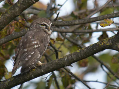 ჭოტი (Athene noctua) — ამბულა, მონტენეგრო — Frank Vassen