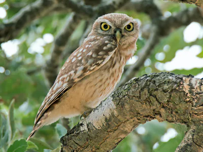 ჭოტი (Athene noctua) — ჰაიფის რაიონი — Artemy Voikhansky