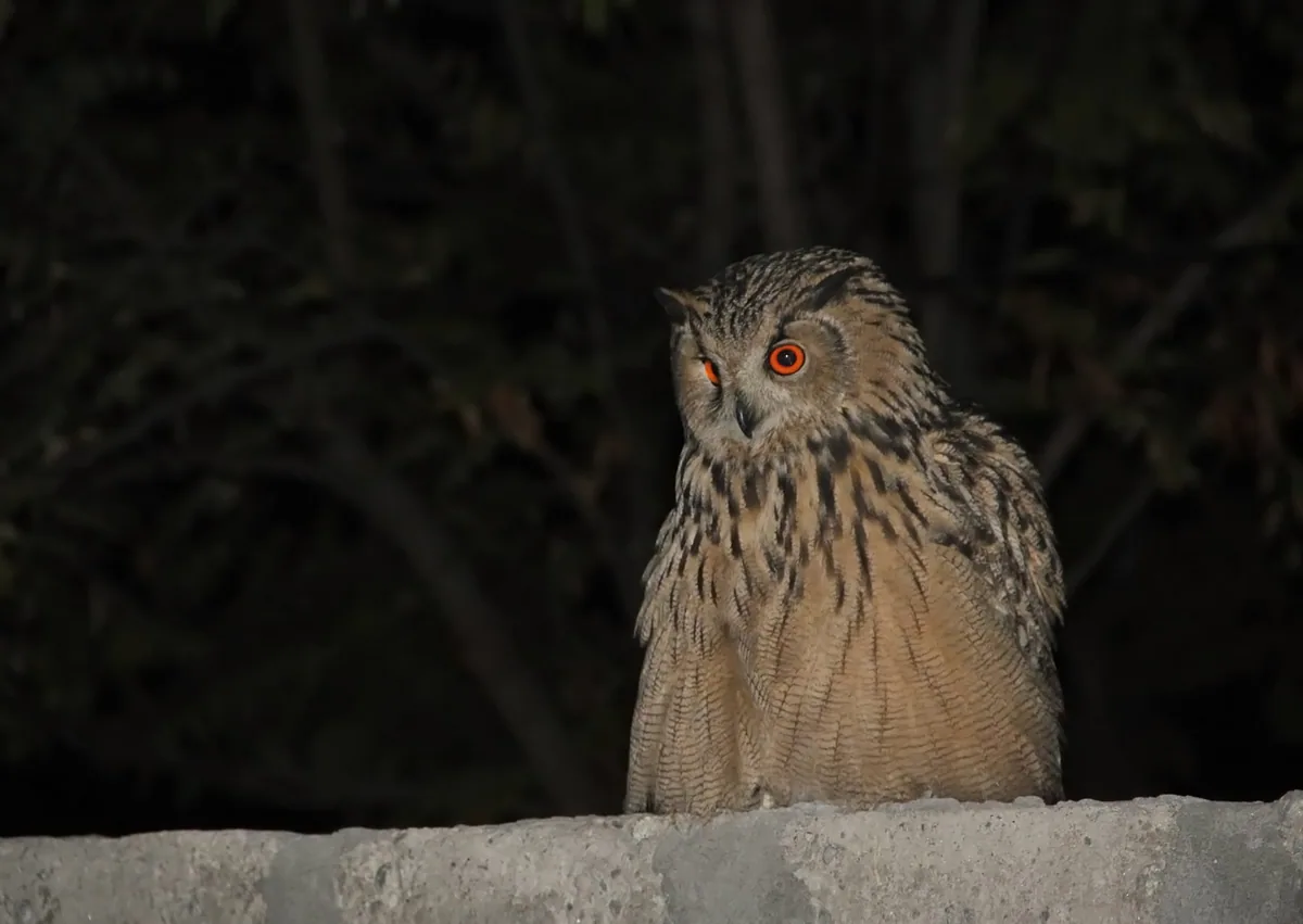 Филин (Bubo bubo) Круглогодичный резидент в Грузии
