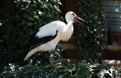 Белый аист (Ciconia ciconia) — ჰუნავირი — Gzen92