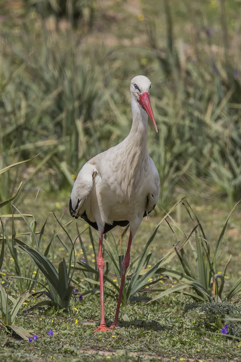 Белый аист (Ciconia ciconia) — უელვა — Charles J. Sharp