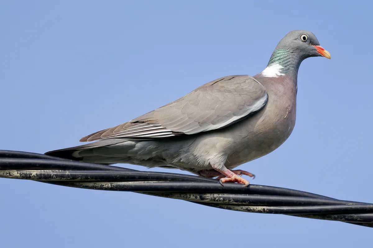 Вяхирь (Columba palumbus) — Жухув, Польша — Jakub Hałun